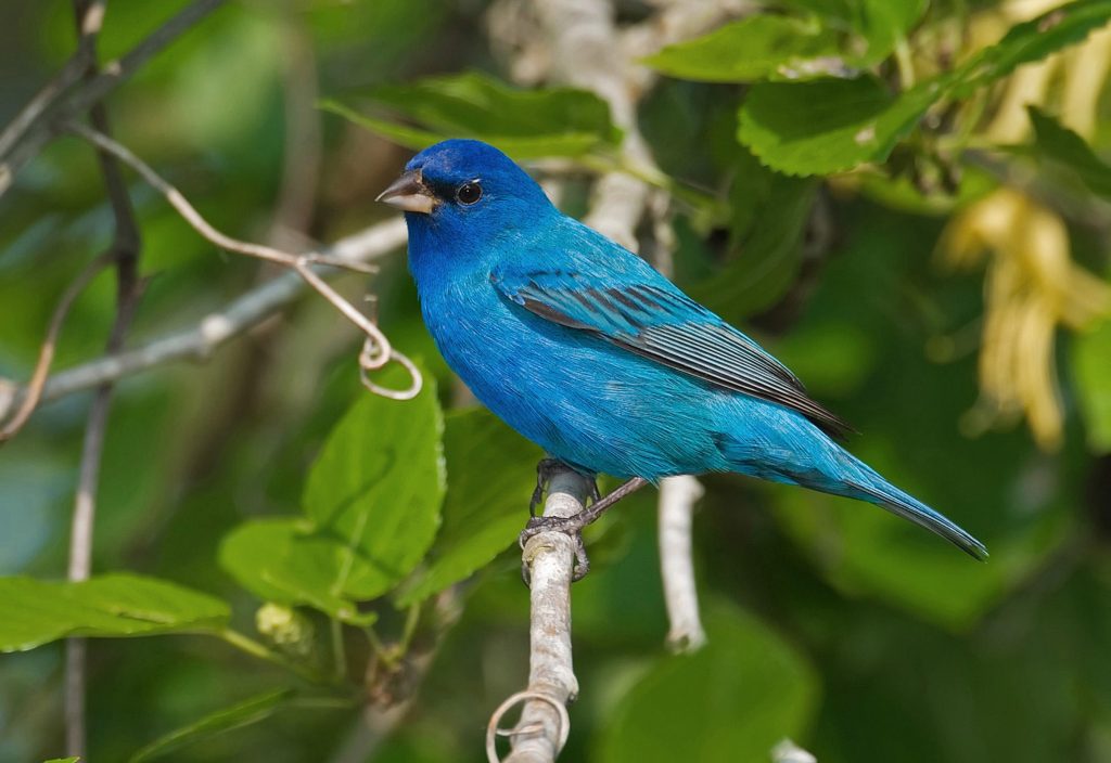 Indigo Bunting